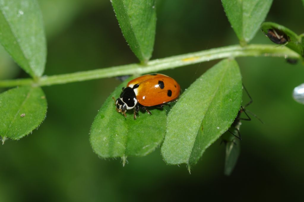 Coccinella - Hippodamia variegata